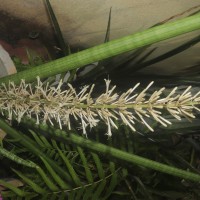 Dracaena angolensis (Welw. ex Carrière) Byng & Christenh.